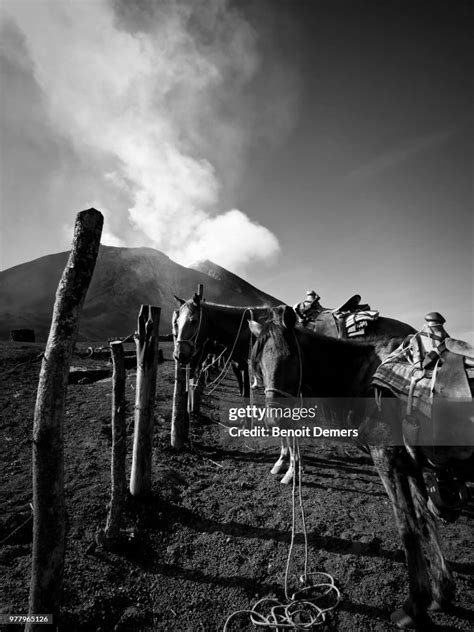 Horses Under Pacaya Volcano Escuintla Guatemala High-Res Stock Photo ...