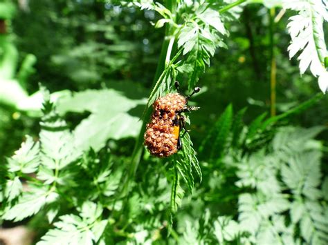 Beetle Mites Mite Infestation · Free photo on Pixabay