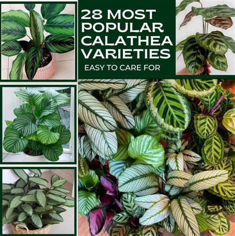 28 Most Popular Calathea Types With Pictures and Names