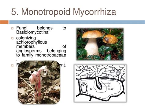 Mycorrhiza and its types