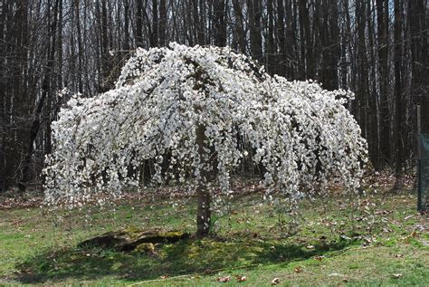 Weeping Cherry White - Hello Hello Plants & Garden Supplies