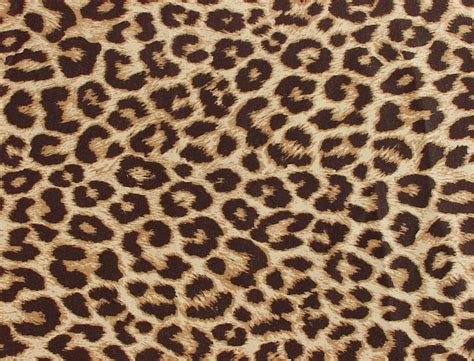 leopard print wallpaper - HD Desktop Wallpapers | 4k HD