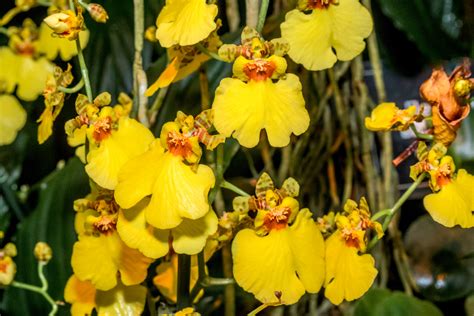 Oncidium (Dancing Lady Orchid): In-Depth Care Guide - Brilliant Orchids