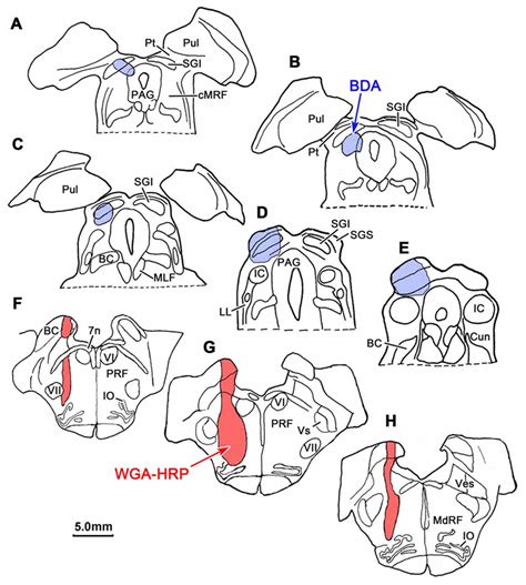 Frontiers | Reticular Formation Connections Underlying Horizontal Gaze ...