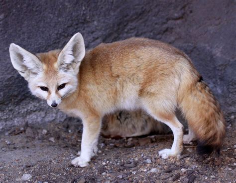 Fennec Fox Desert Fox, Desert Animals, Fox Facts For Kids, Condor Des ...