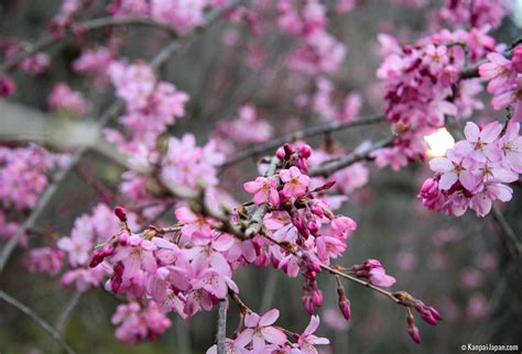 Japanese Plum Trees: First Blossoms of the Year - Blooming Japanese ...