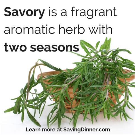 Timeless benefits of summer savory | Summer savory, Savory herb, Herbs