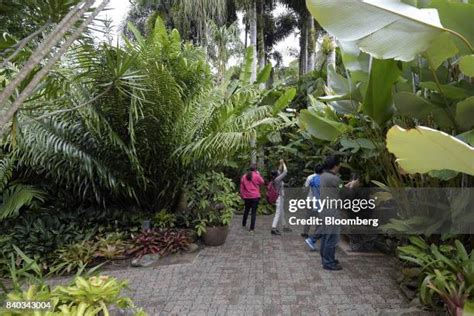 17 Cairns Botanic Gardens Stock Photos, High-Res Pictures, and Images ...