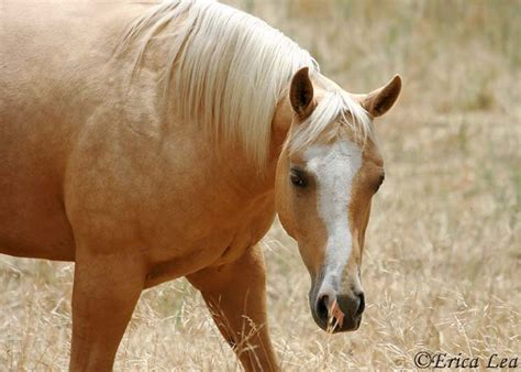 "Golden Girl" Palomino Quarter Horse | Flickr - Photo Sharing!