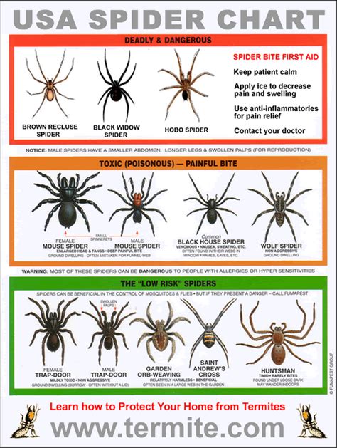 Free Spider Identification Chart