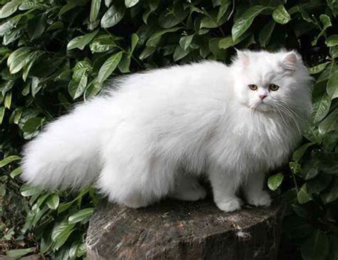 Persian Cat – Pawsindia