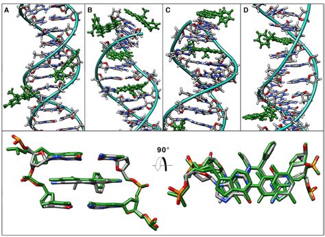 Top panel: selected representative binding modes of the ethidium ligand ...