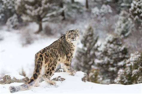 WildChina On-Air: Snow Leopard Conservation in China With Dr. Justine Shanti Alexander and Terry ...