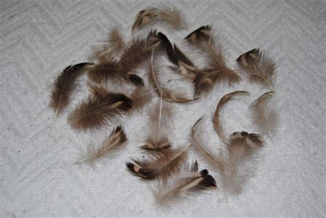 20 Assorted Brown Duck Fluff Feathers