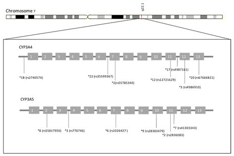 Biomedicines | Free Full-Text | Effect of the Most Relevant CYP3A4 and ...