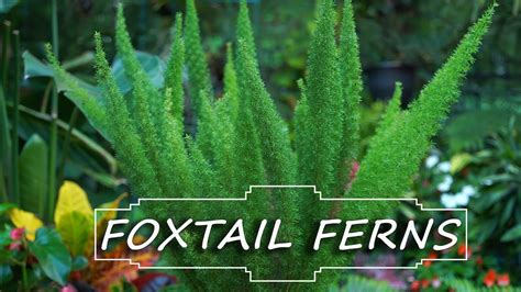 Foxtail Fern Care || Asparagus densiflorus 'Myersii' || Fern Friday ...