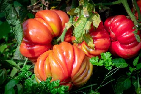 The Mushroom Basket Tomato - Minneopa Orchards