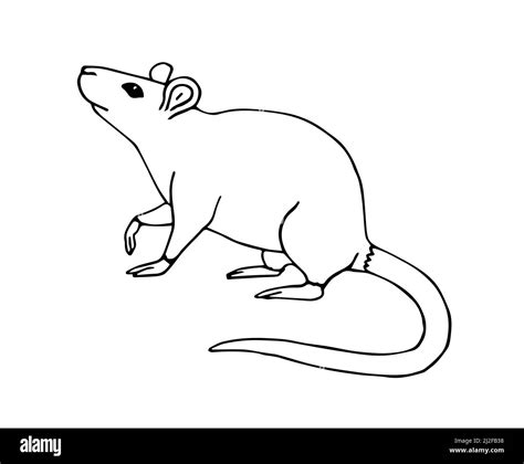 Vector hand drawn sketch doodle rat mouse isolated on white background Stock Vector Image & Art ...