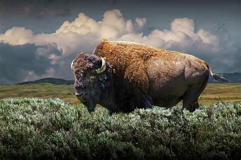 American Buffalo Bison in Yellowstone National Park Photograph by ...