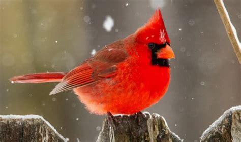 Indiana State Bird: Description, Pictures, & Fun Facts