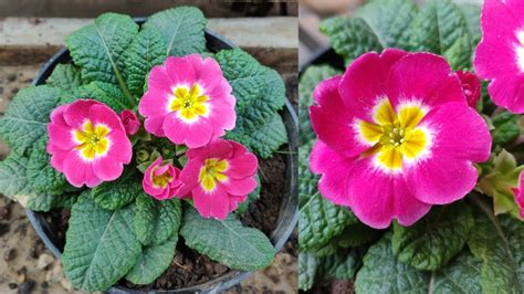 Primrose Plant की देखभाल - How To Grow & Care Primrose Plant / Primula ...