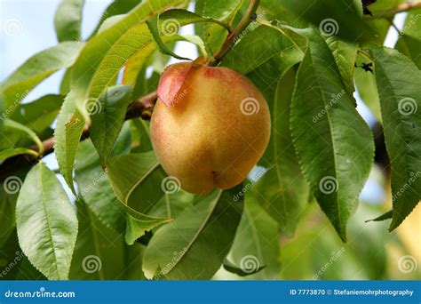 Organic Peach stock photo. Image of green, copy, branch - 7773870