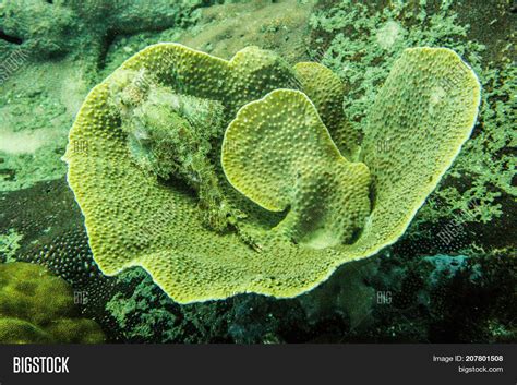 Stone Fish Camouflage Image & Photo (Free Trial) | Bigstock