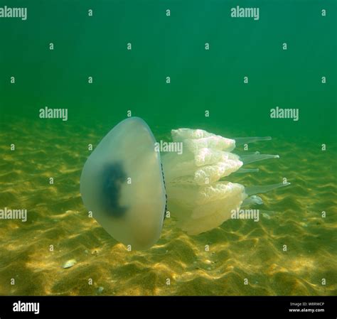 Large marine jellyfish, in a natural habitat Stock Photo - Alamy