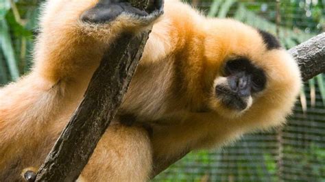 A rope bridge is helping conserve China’s rarest primate species