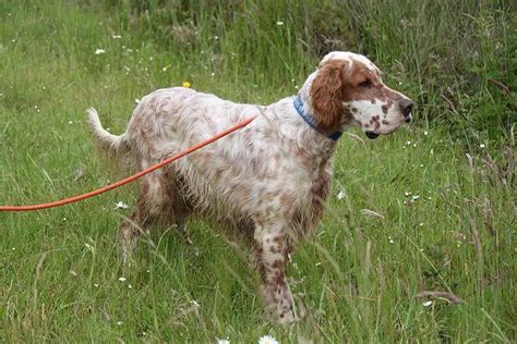 English Setter Dog - Feathering of Good Length - Showsight