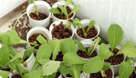 10 Vegetables You Can Grow Hydroponically - Hobby Farms