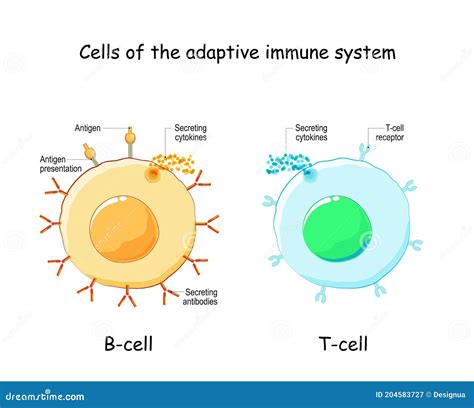 T Lymphocytes Function