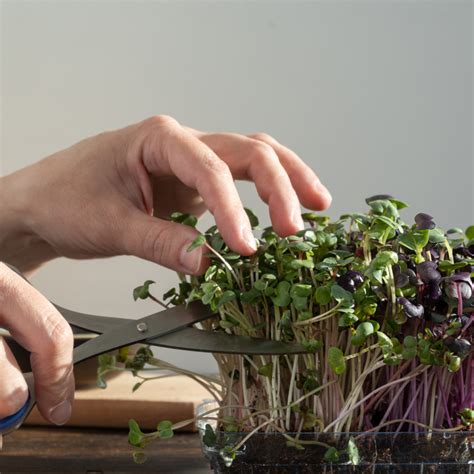 Will Microgreens Regrow? How to Get a Second Harvest from Microgreens ...