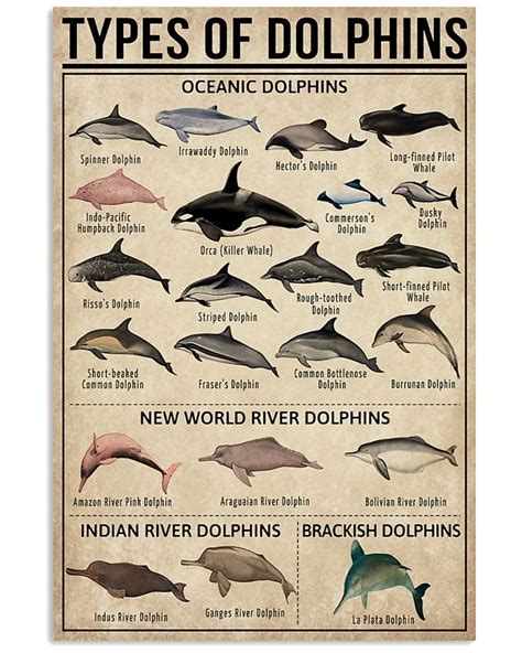 Types Of Dolphins Oceanic Dolphins Poster | Teehin.com | Dolphins ...