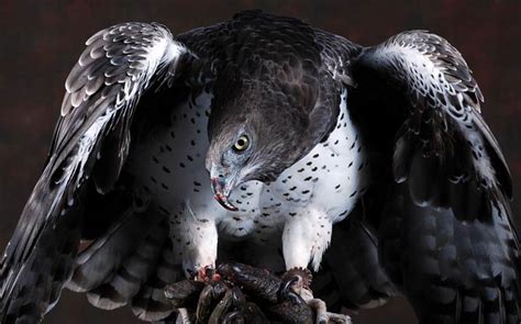 The largest and most powerful birds of prey – Top 10 | DinoAnimals.com