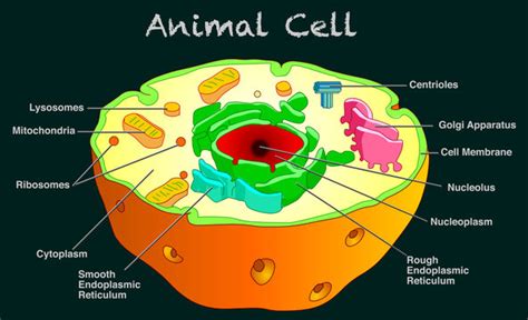 2d Animal Cell Diagram