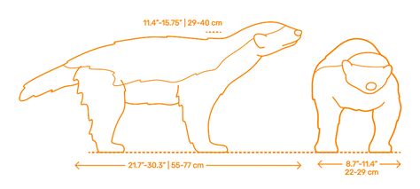 Honey Badger (Mellivora capensis) Dimensions & Drawings | Dimensions.com