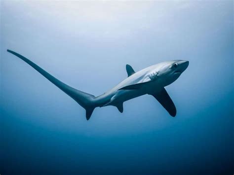 How Endangered Thresher Sharks in Indonesia are Recovering by ...