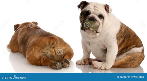 Funny Dog Fight Stock Images - Image: 10398714