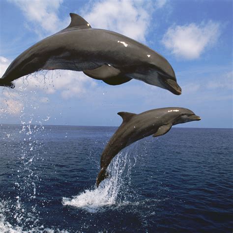 Bottlenose Dolphin Facts And Information – Best Pictures and Decription ...