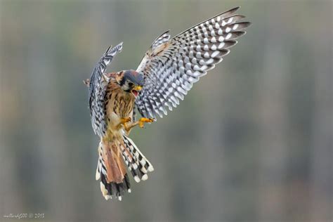 An American Kestrel in flight pose. | American kestrel, Raptors bird, Kestrel