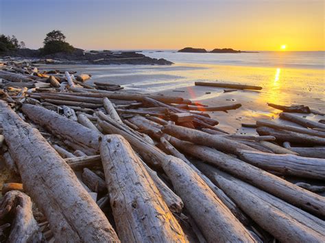 Driftwood on the beach, Pacific Rim National Park Reserve, Vancouver ...