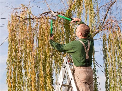 Trimming A Weeping Willow - How And When to Prune Weeping Willows | Gardening Know How