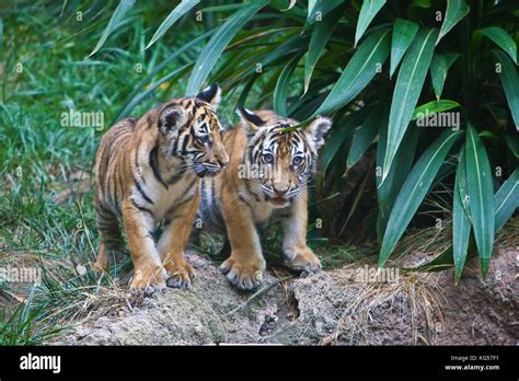 Malayan tiger cubs in bushes Stock Photo - Alamy