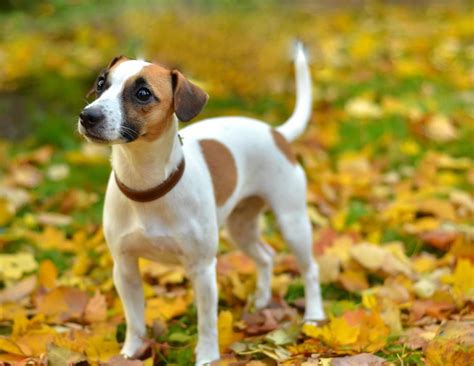 dog on the red leaves of autumn 8138000 Stock Photo at Vecteezy