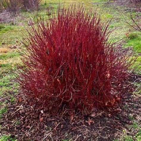 Cornus sericea Kelseyi : Lynwood Garden