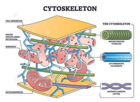 Cytoskeleton structure as complex protein filaments network outline ...