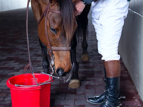 Horse Water Requirements: Five Important Facts