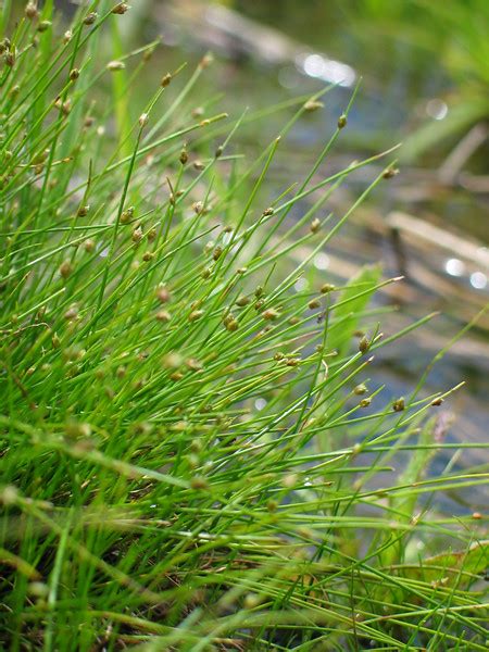 Riparian Plants - victorianflora