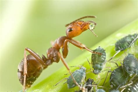 How do different types of ants farm differently? - Quora